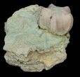 Large Blastoid (Pentremites) Fossil - Illinois #42825-1